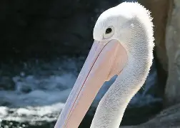 斗鱼体育网站-伊萨克预测纽卡斯尔主帅飞奔